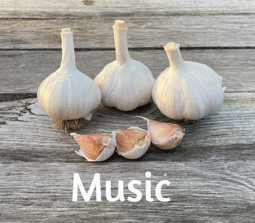 Music Garlic