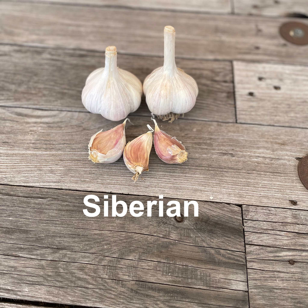 Siberian Garlic