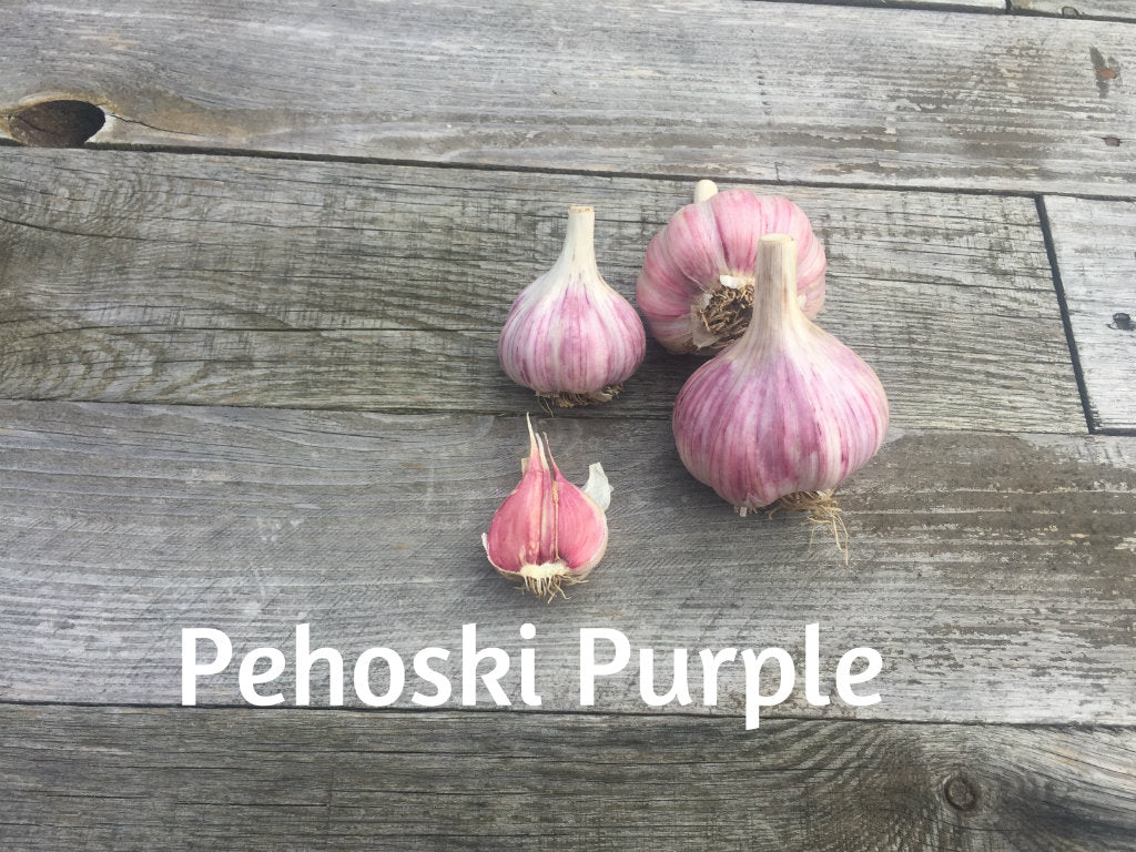 Pehoski Purple Garlic